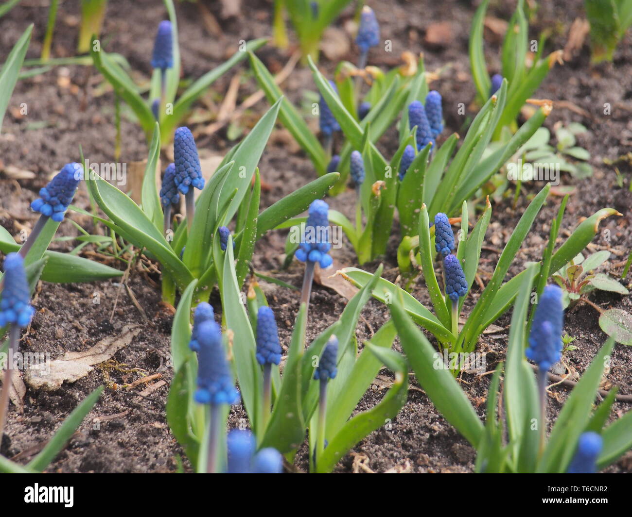 Blaue Blume Knospen der Hyazinthe. Frühling Blumen. Im Garten arbeiten. Natur Stockfotografie
