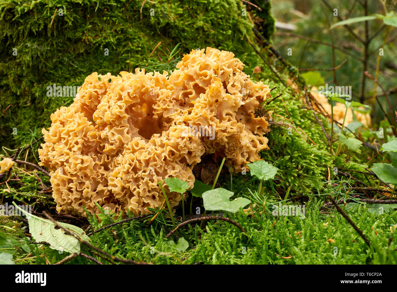 Blumenkohl Pilz auf einem toten Baumstumpf im Wald Stockfoto