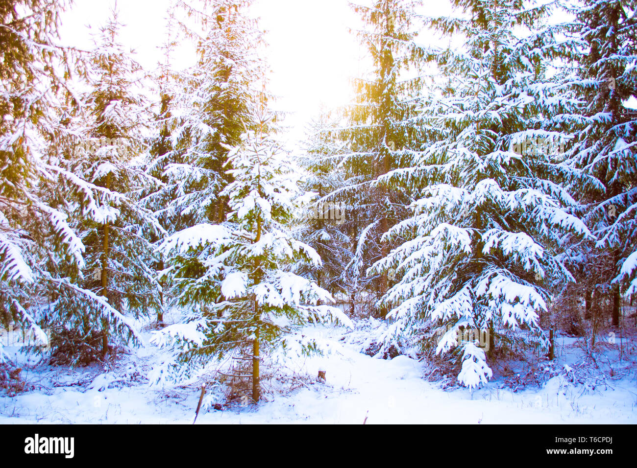 Fantastische Märchen magische Querformat Christmas Tree Forest Park im Winter an einem sonnigen Tag. Weihnachten Winter neues Jahr Landschaft Hintergrund. Stockfoto