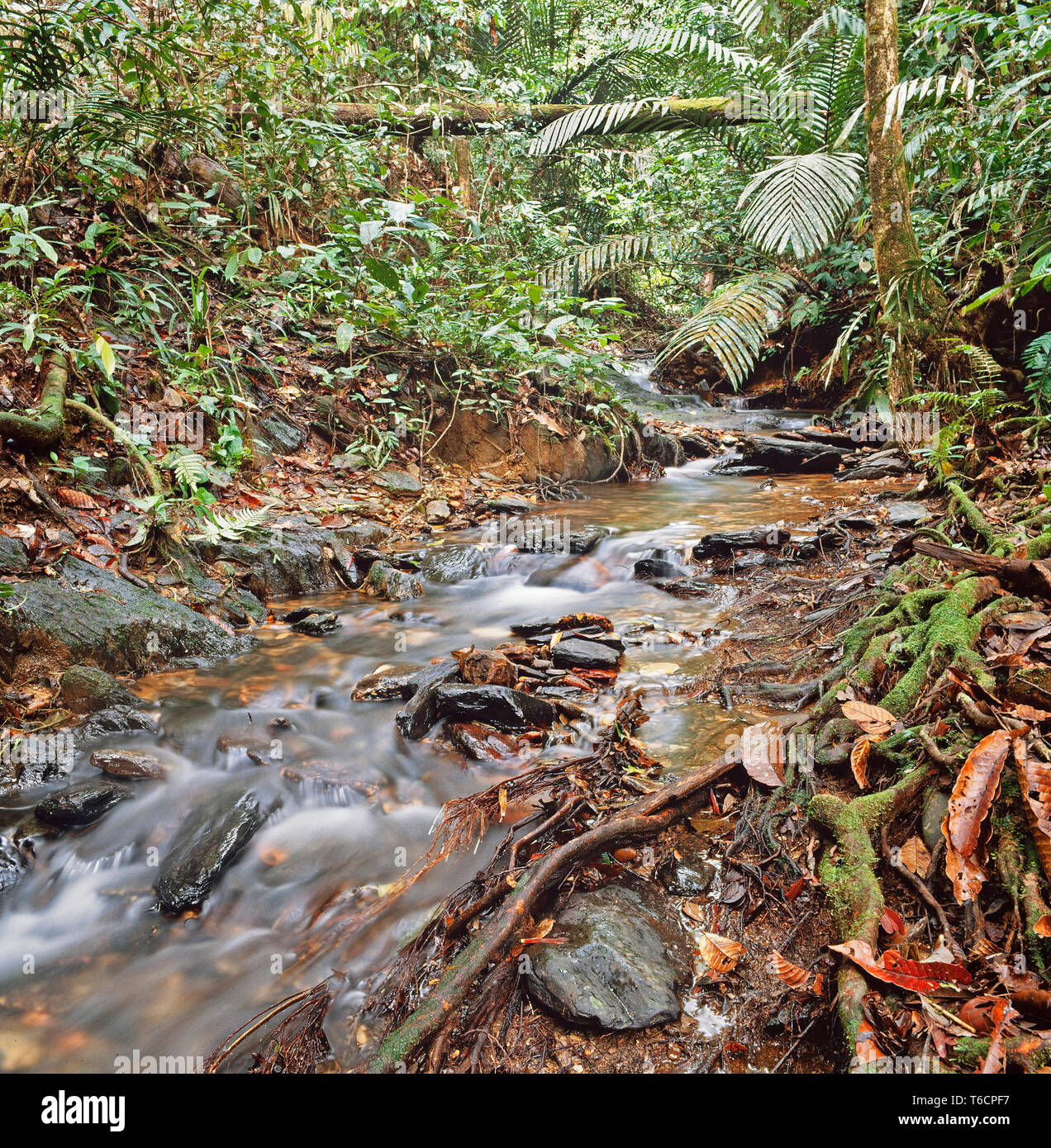 Tropischer Regenwald von Sarawak, Malaysia, freiliegenden Wurzeln in schnell fließenden Bach, Stockfoto