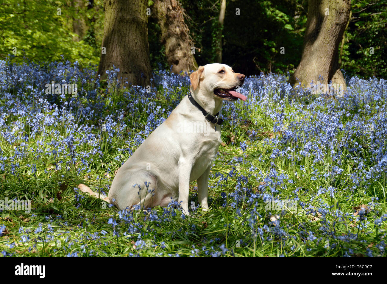 Gelben Labrador in einem Bluebell Holz sitzen an Saltwells lokale Nature Reserve, Quarrybank, West Midlands Stockfoto