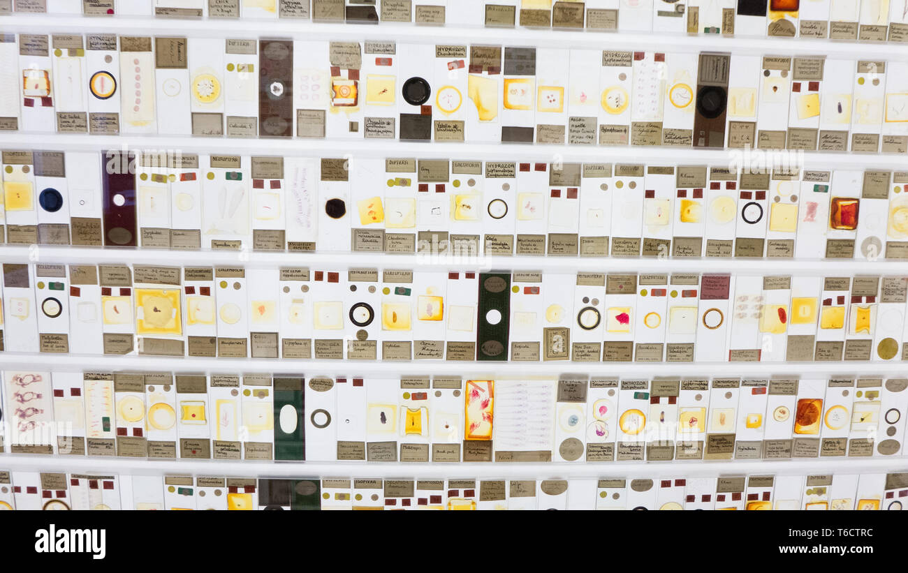 Anzeige von Insekten und Mikroorganismen leben auf der neon-Viewer im Grant Zoologisches Museum. London Stockfoto