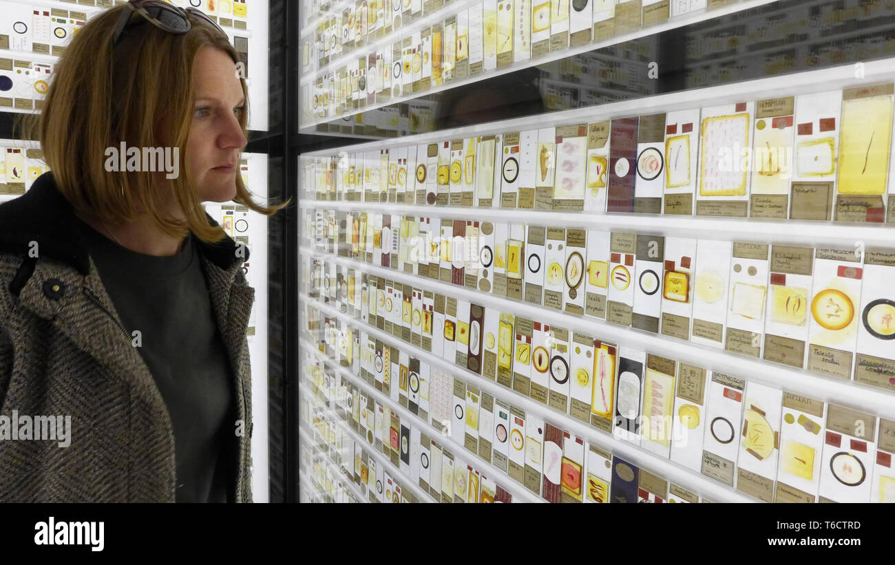 Junge Frau, die die Anzeige von Insekten und Mikroorganismen leben auf der neon-Viewer im Grant Zoologisches Museum. London Stockfoto