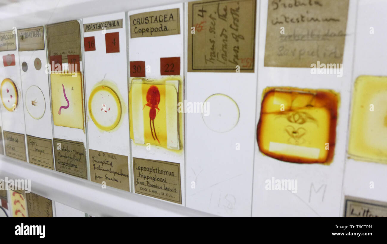 Anzeige von Insekten und Mikroorganismen leben auf der neon-Viewer im Grant Zoologisches Museum. London Stockfoto