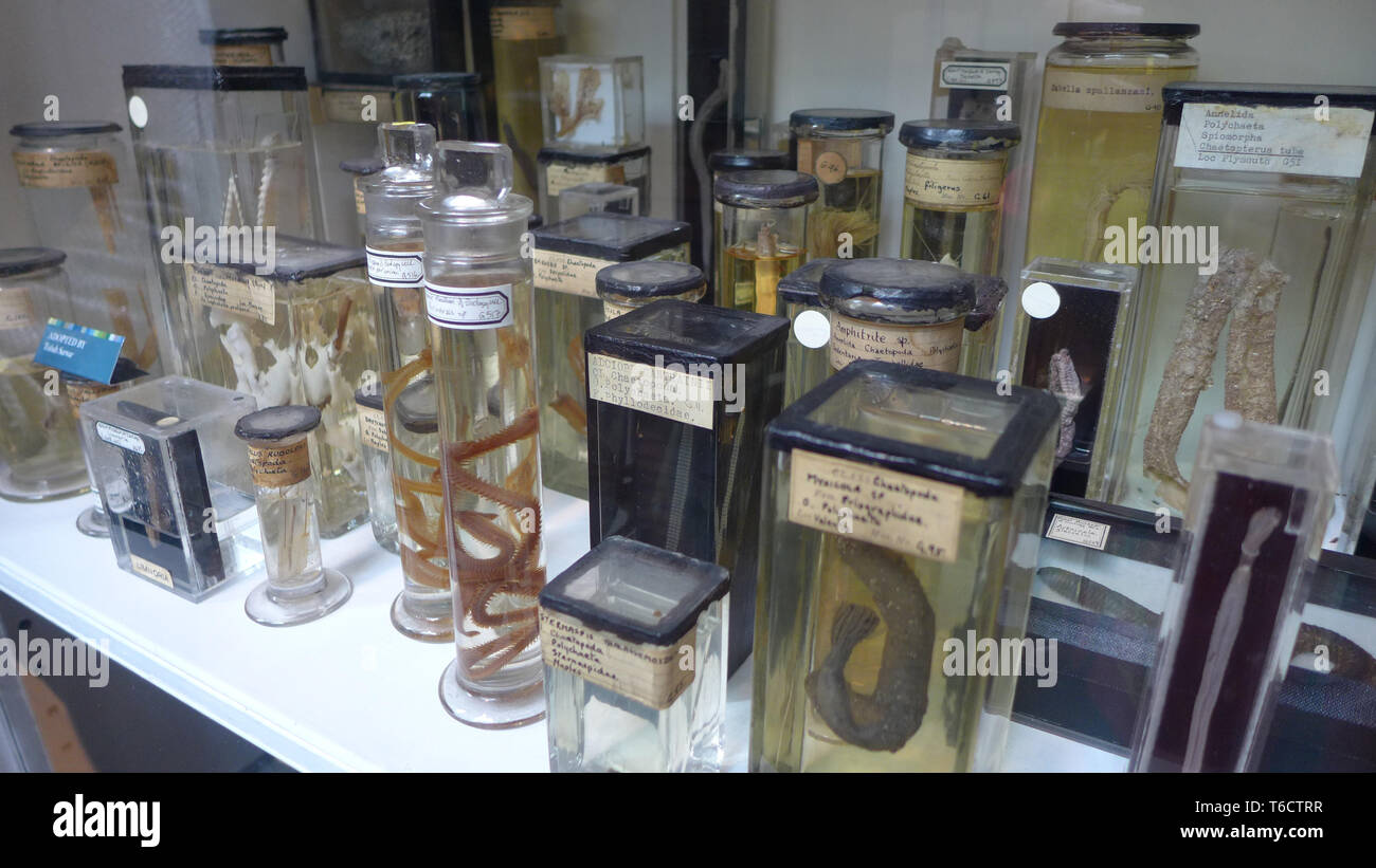 Museum Vasen mit Schlangen und Tiere in der Grant Zoologisches Museum. London Stockfoto