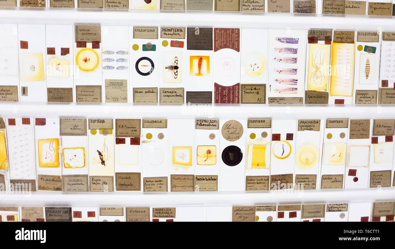 Anzeige von Insekten und Mikroorganismen leben auf der neon-Viewer im Grant Zoologisches Museum. London Stockfoto