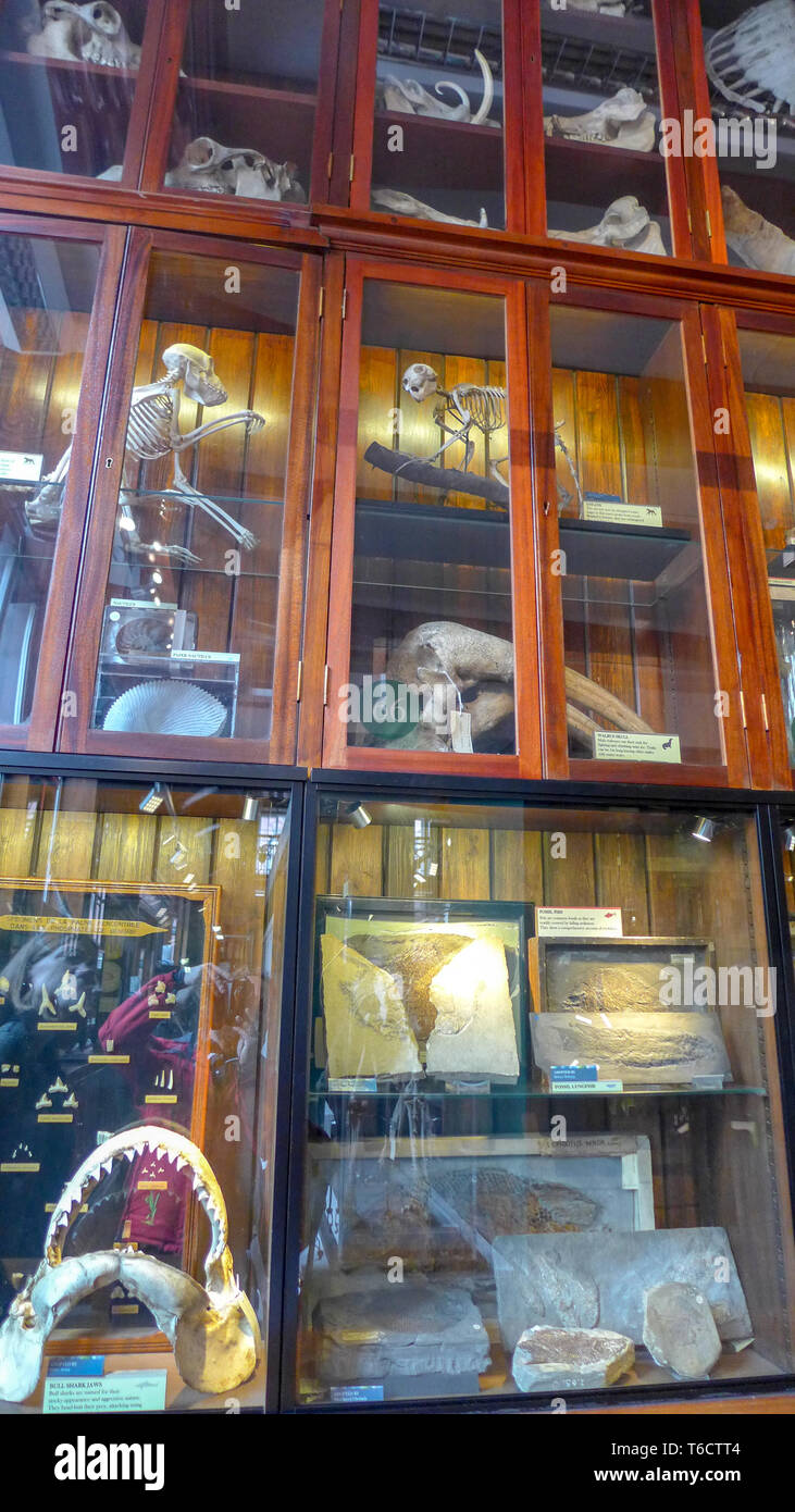 Anzeige der tierischen Knochen, die in der Finanzhilfevereinbarung Zoologisches Museum. London Stockfoto