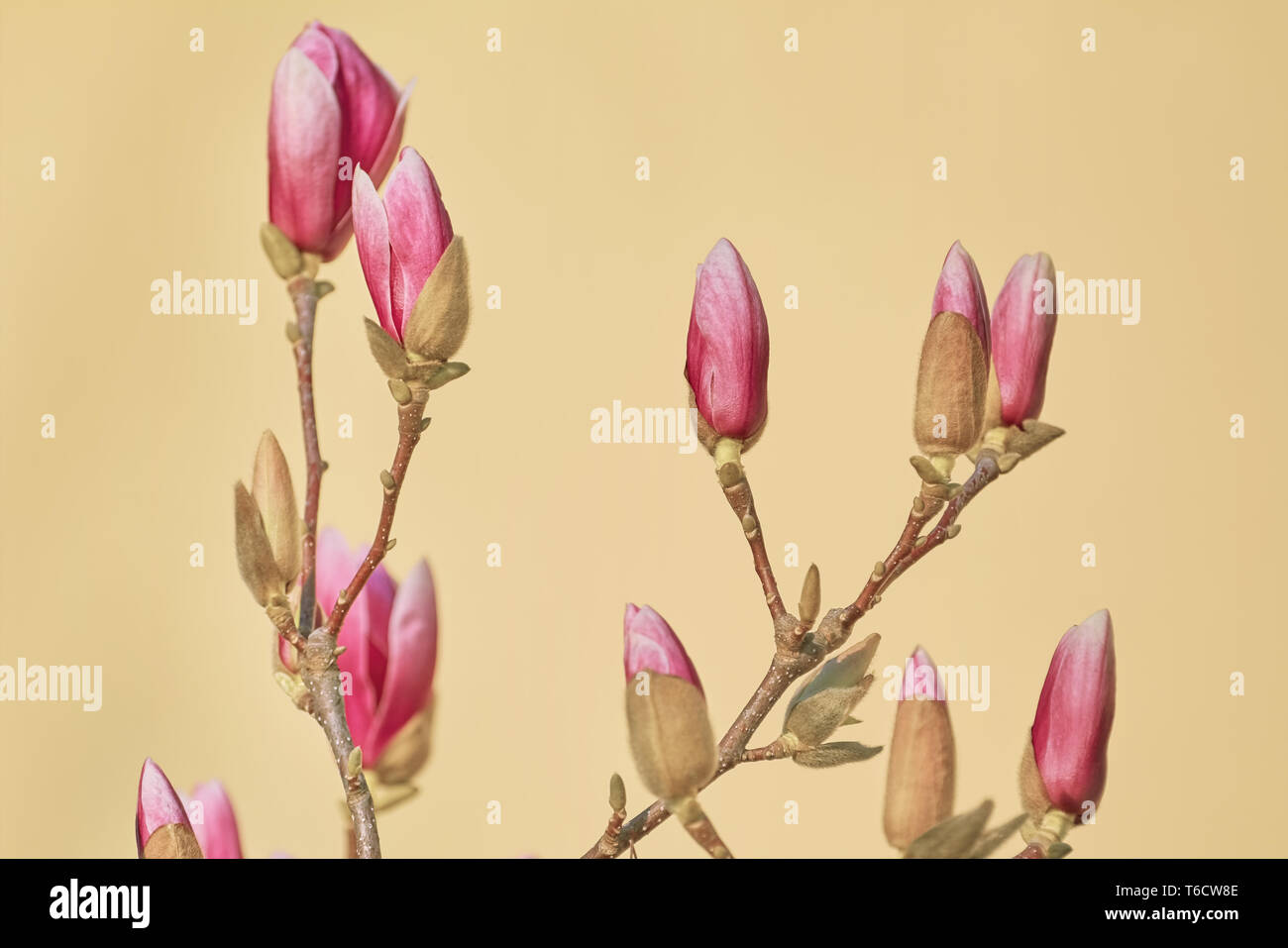 Rosa Magnolia Blumen Stockfoto