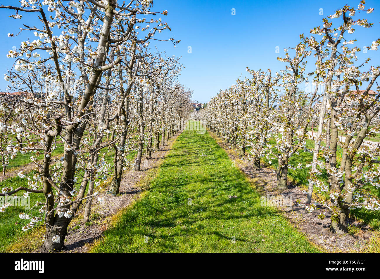 Der Obstgarten der blühenden Kirschbaum in Vignola Italien Stockfoto