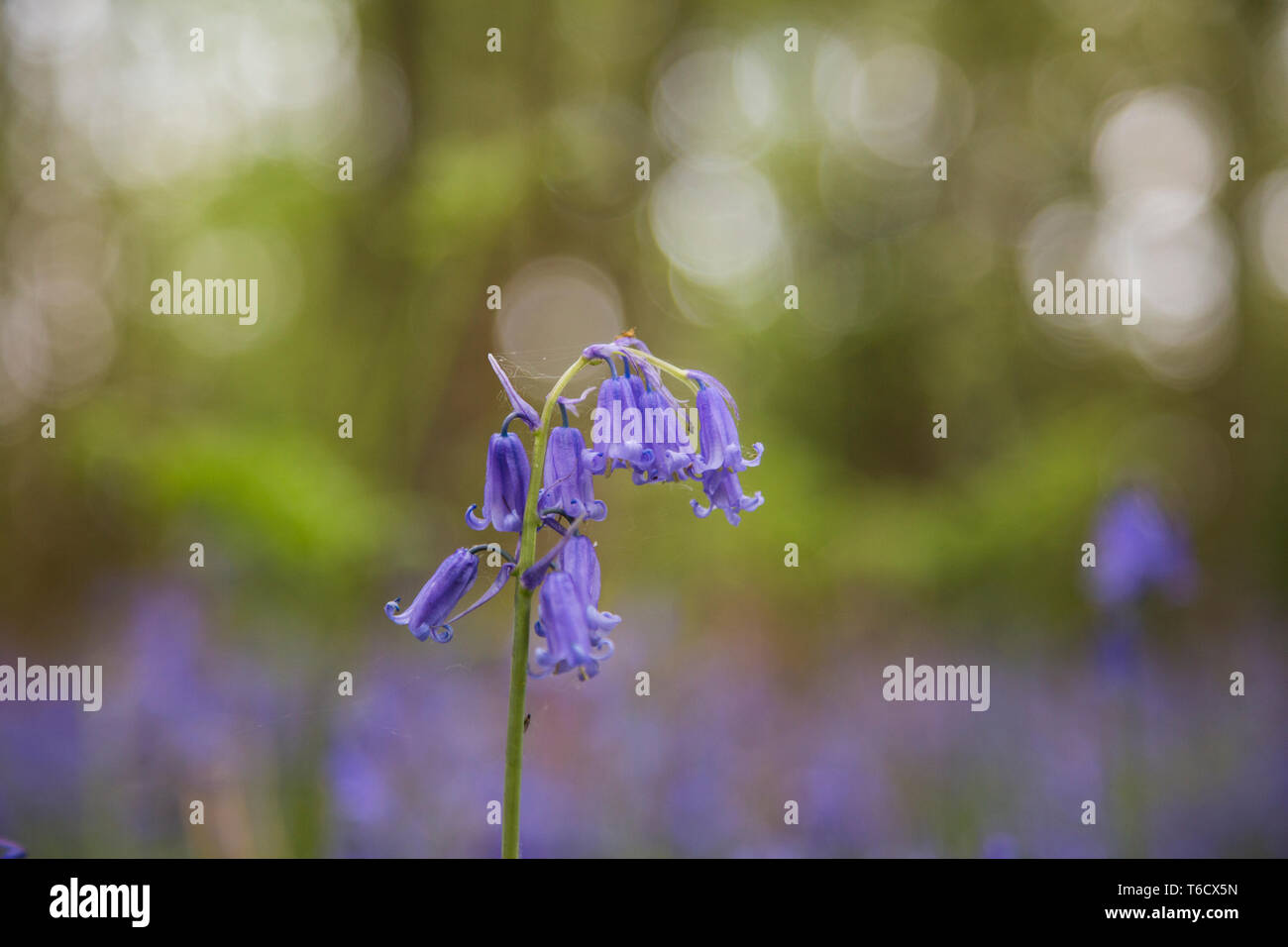 Englisch Bluebells außerhalb an einem sonnigen Tag in den Wäldern in England Stockfoto