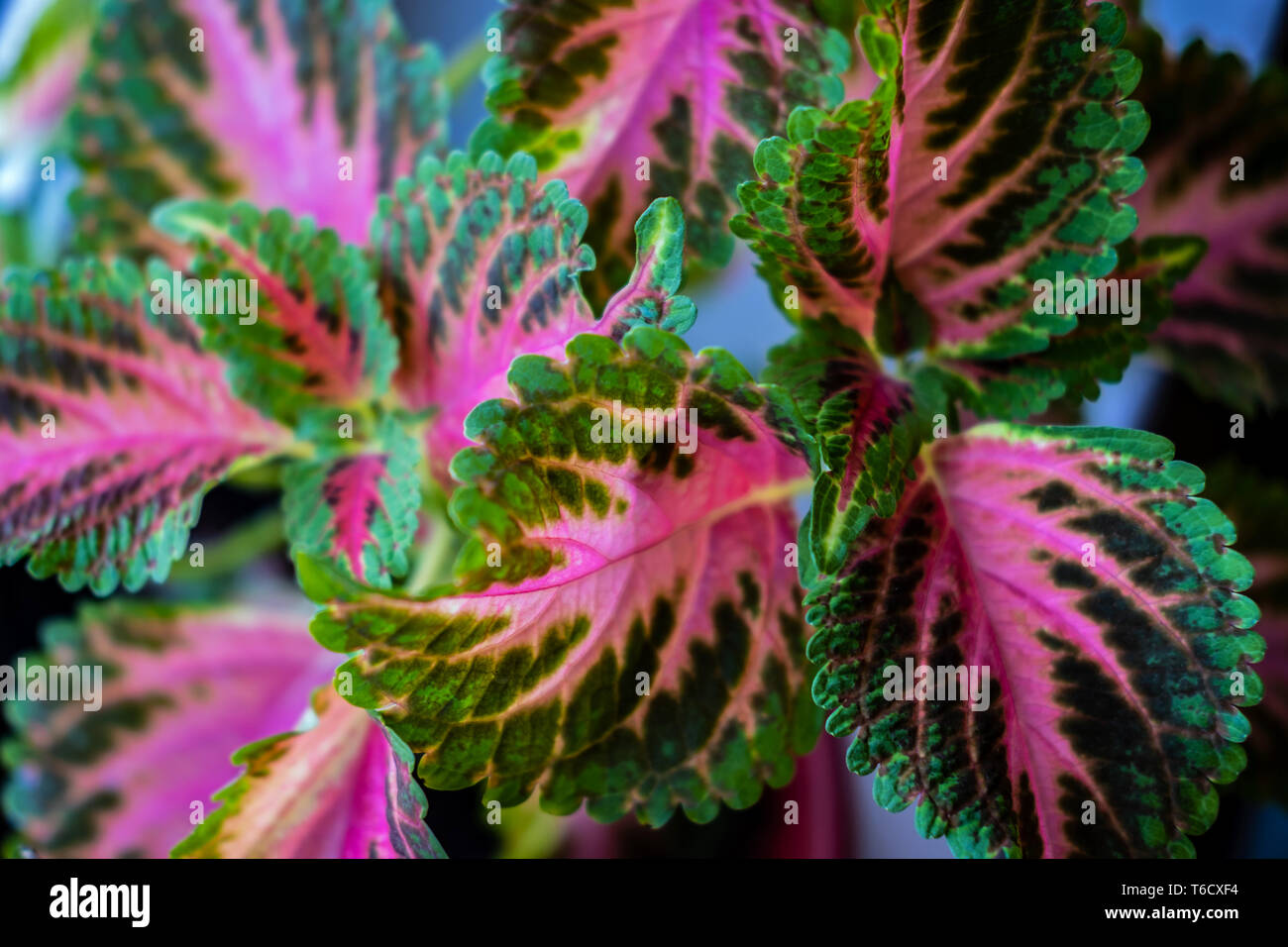 Dekorative brennessel Blätter Hintergrund Natur Konzept. Ansicht von oben, flach. Grün und rosa Kräuter Textur Stockfoto