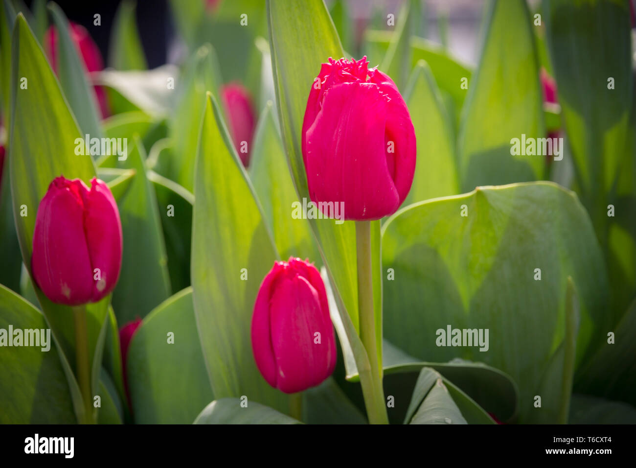 Rosa rote Tulpe grüne Blätter Amsterdam/rote Tulpe grüne Blätter Stockfoto