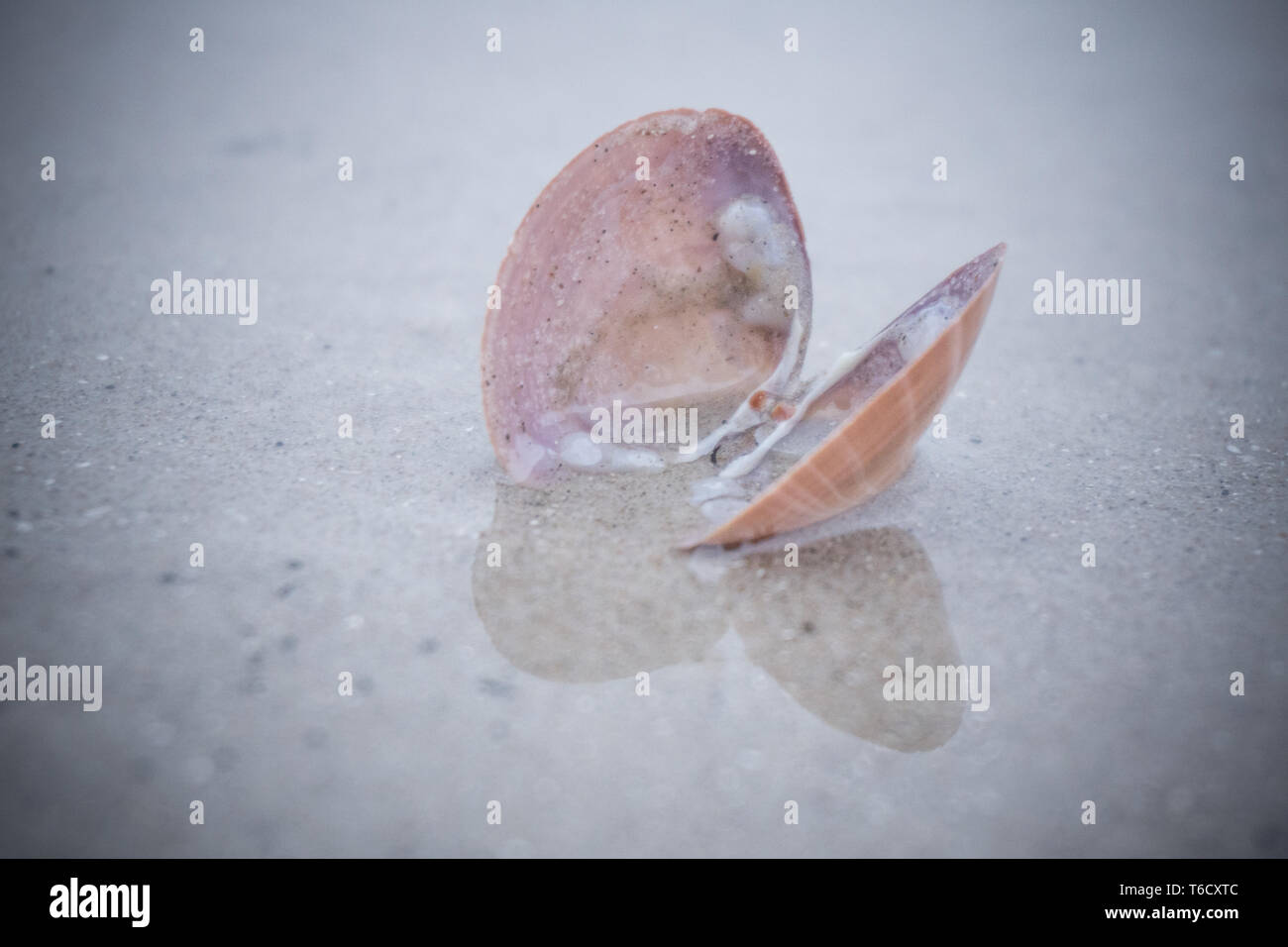 Offene Muschel am Strand Vejers Dänemark/Open Shell am Strand Vejers Dänemark Stockfoto
