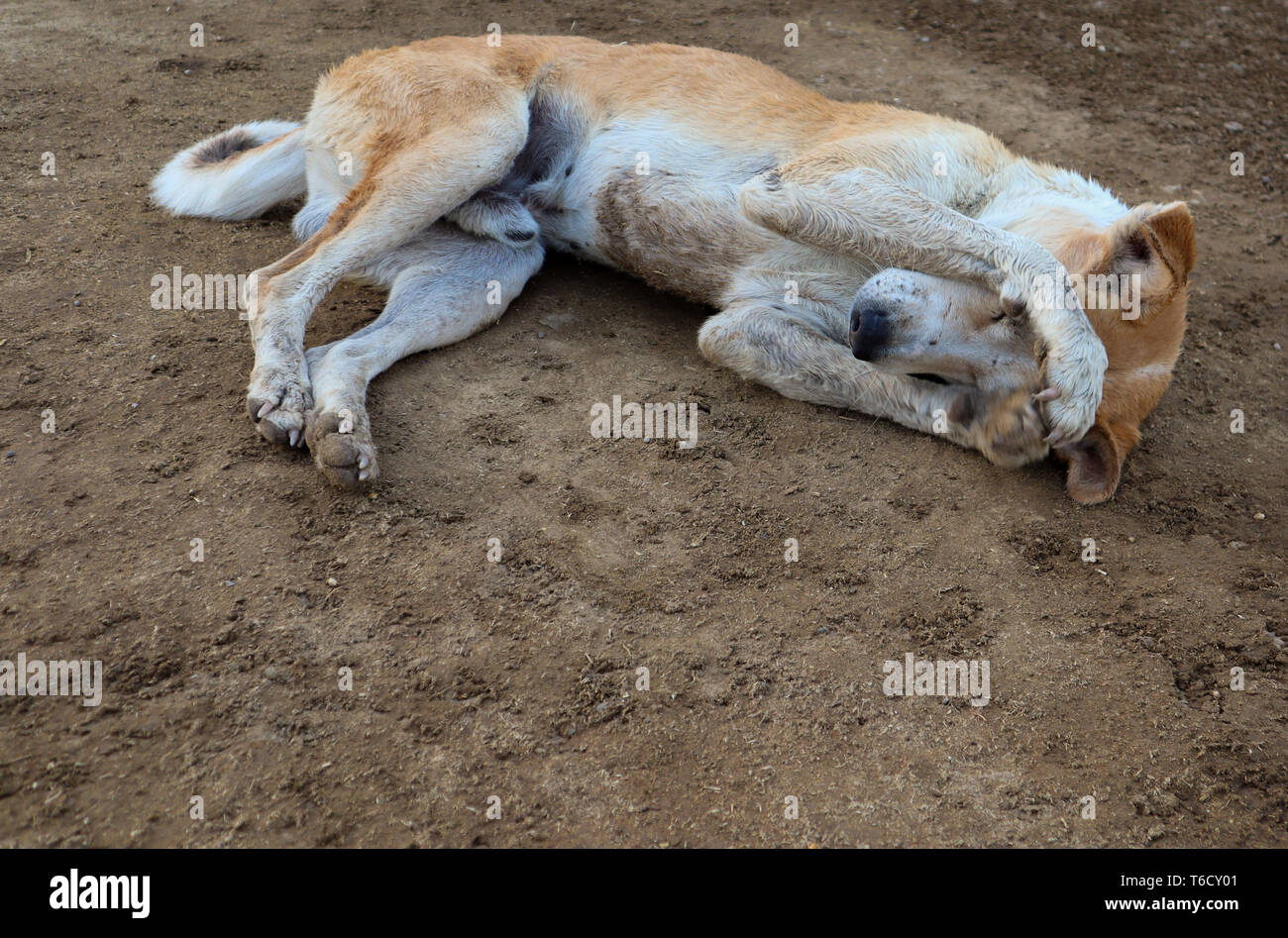 Schüchterner schlaf Fotos und Bildmaterial in hoher Auflösung Alamy