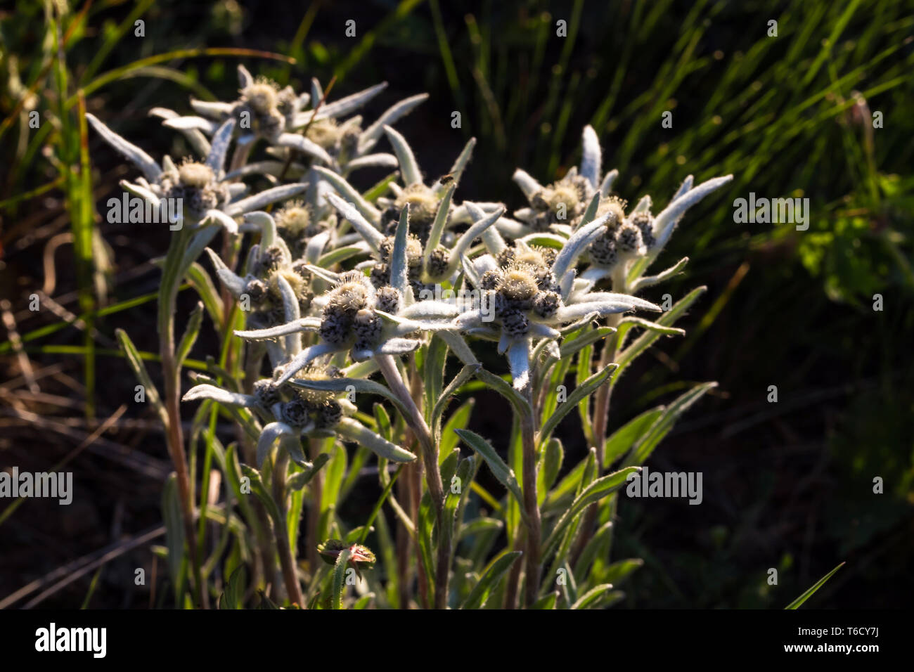 Edelweiss. Blume wächst hoch in die Berge. Pflanze, die in den Bergen hoch Stockfoto