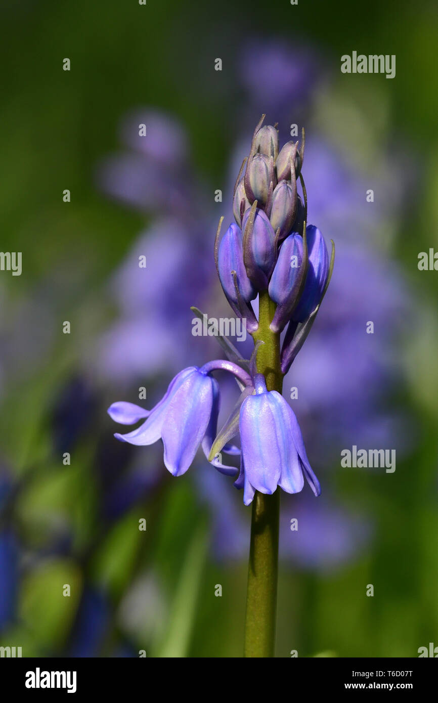 Nahaufnahme eines Bluebell (hyacinthoides non-scripta) Blüte in der Blüte Stockfoto