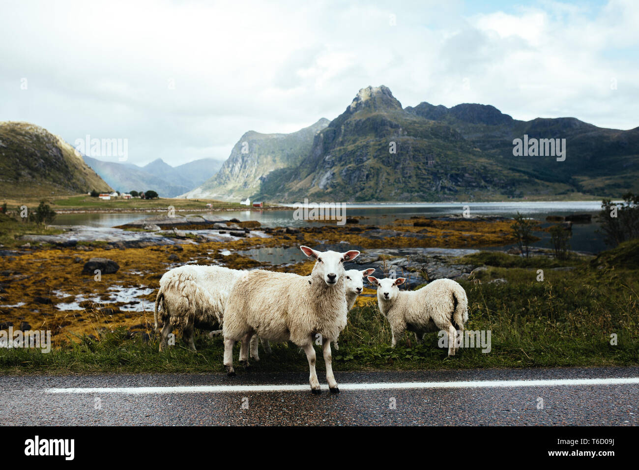 Norwegen Schafe Stockfoto