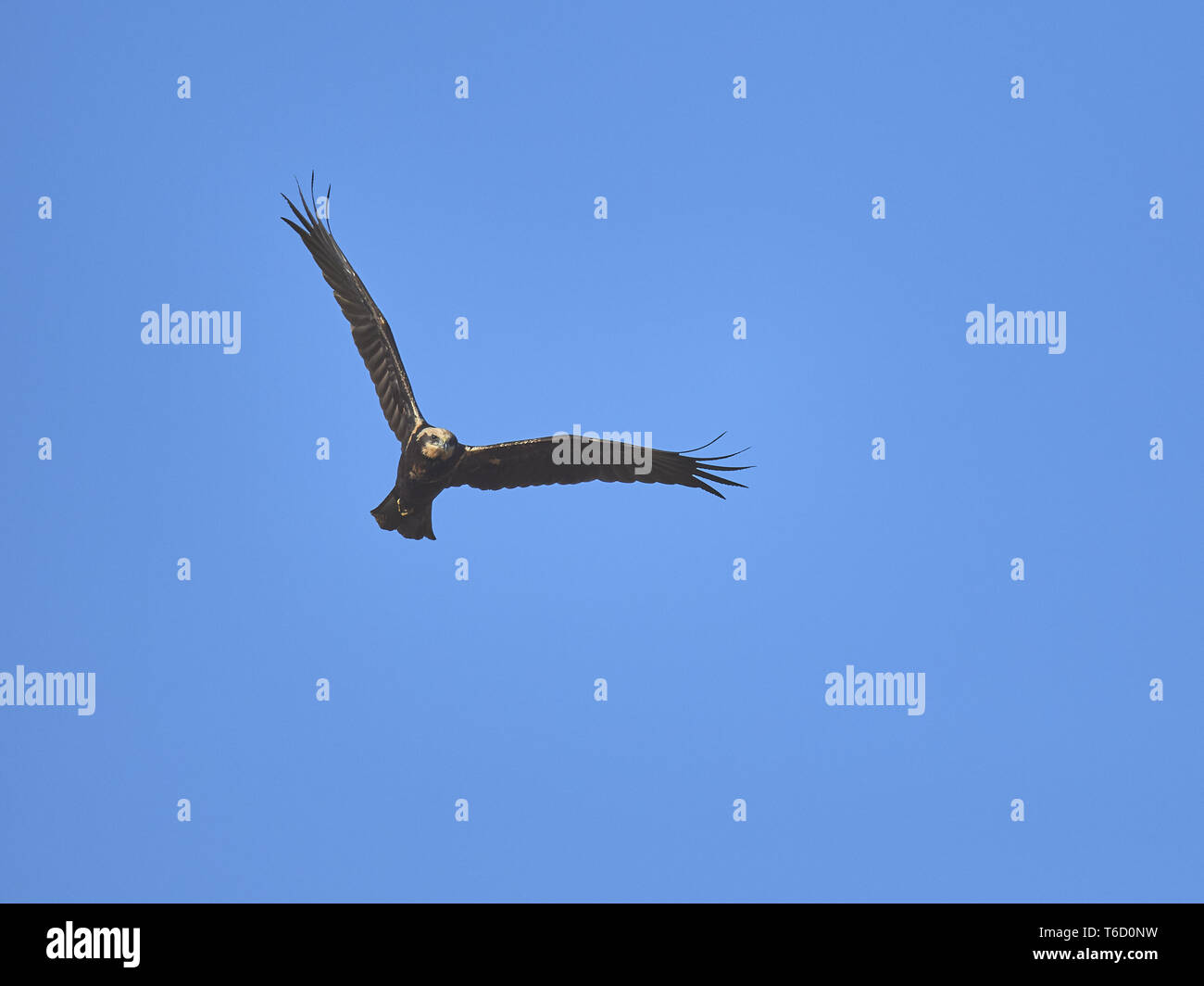 Eurasischen Rohrweihe [Circus aeruginosus] Stockfoto