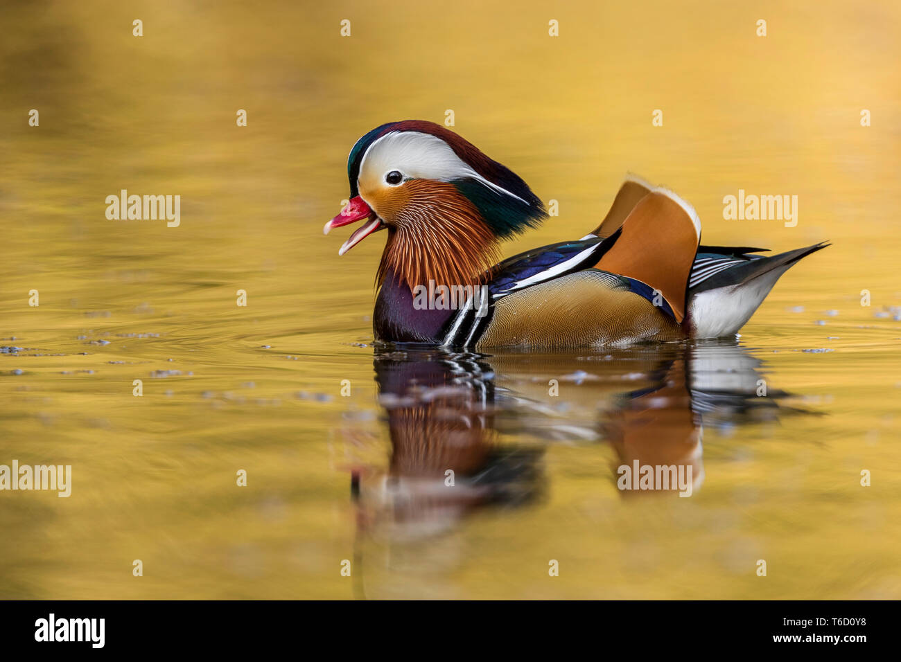 Mandarin Duck; Aix galericulata; Drake; Aufruf; Devon, Großbritannien Stockfoto