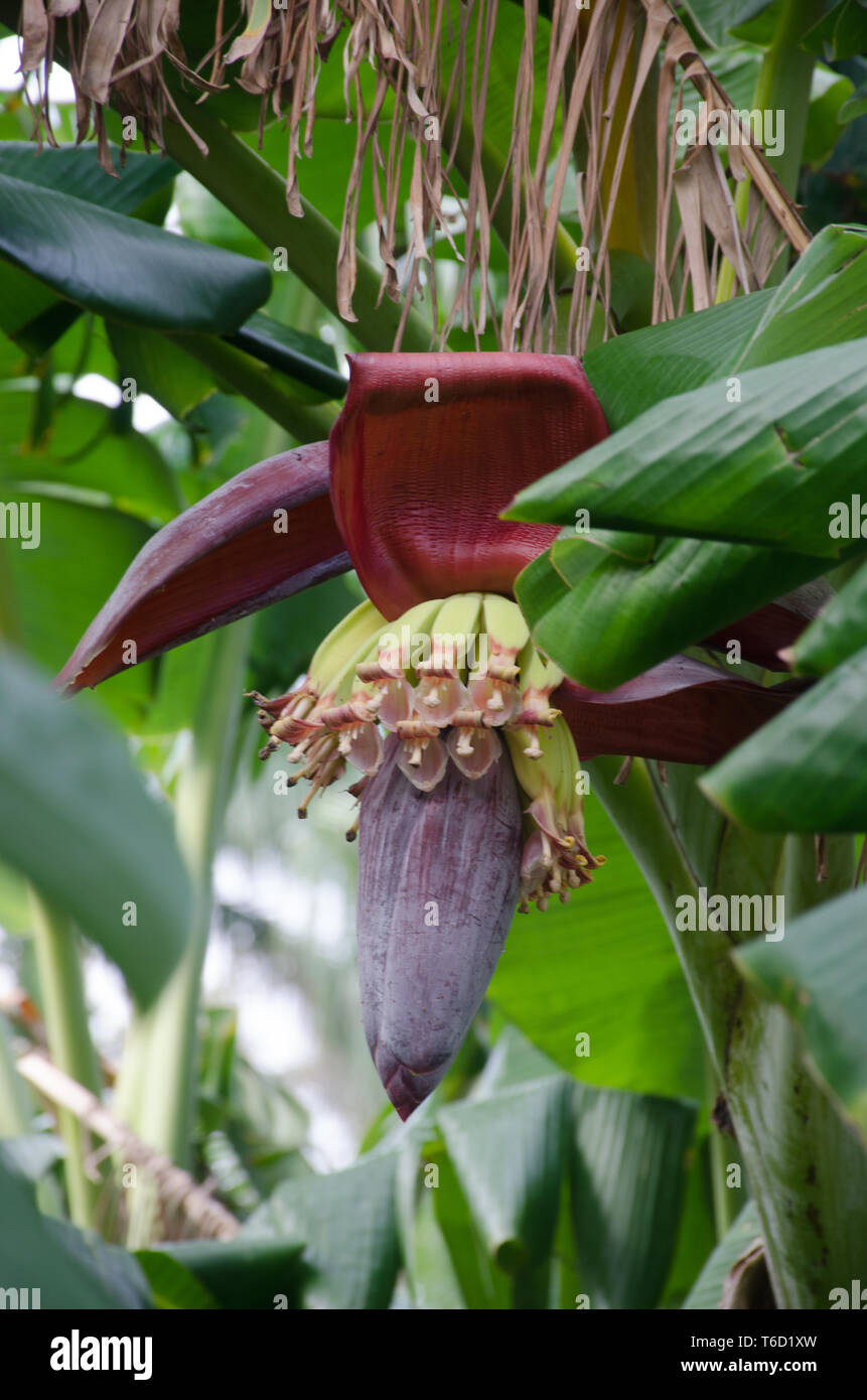 Bananenstaude mit Blume und Bananen beginnen zu entwickeln. Stockfoto