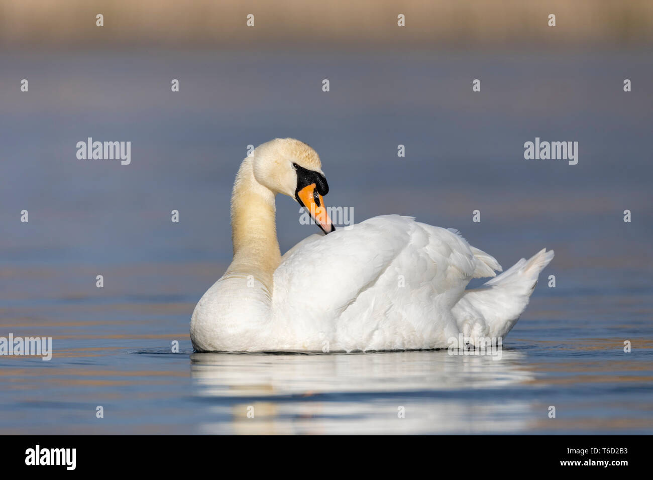 Höckerschwan; Cygnus Olor; UK Stockfoto