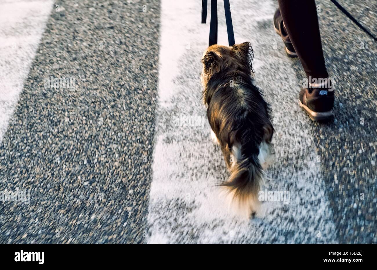 Hund an der Leine auf einem Zebrastreifen Stockfoto
