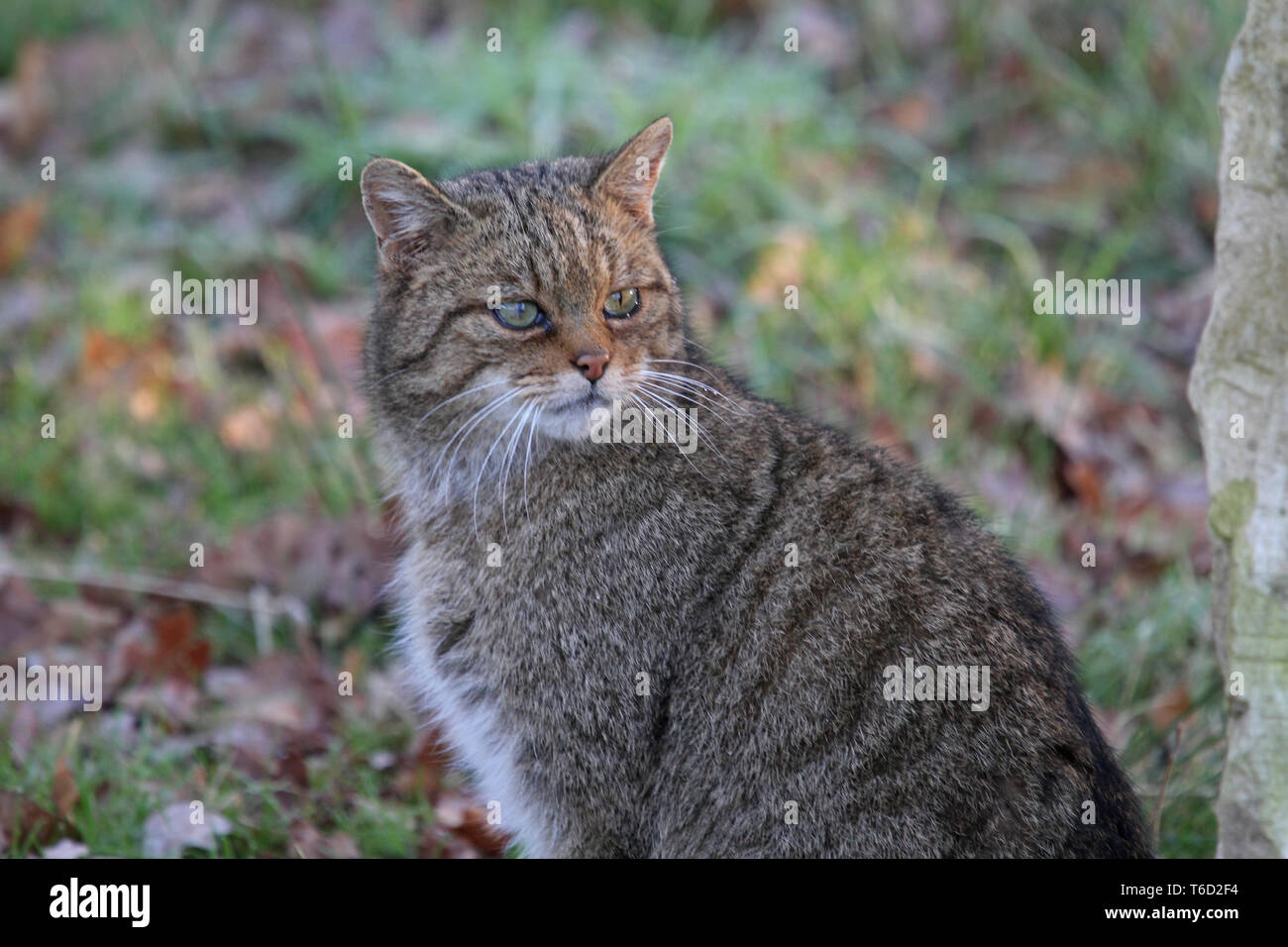 Europäische Wildkatze, Felis silvestris, Süd Deutschland Stockfoto