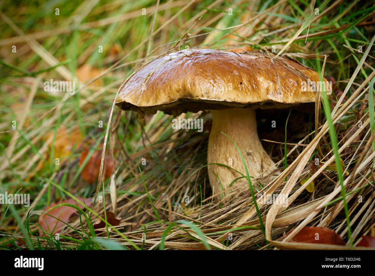 Mit Porcini-pilzen auf dem Waldboden in einem Wald Stockfoto