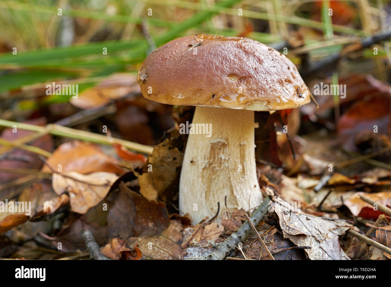 Mit Porcini-pilzen auf dem Waldboden in einem Wald Stockfoto