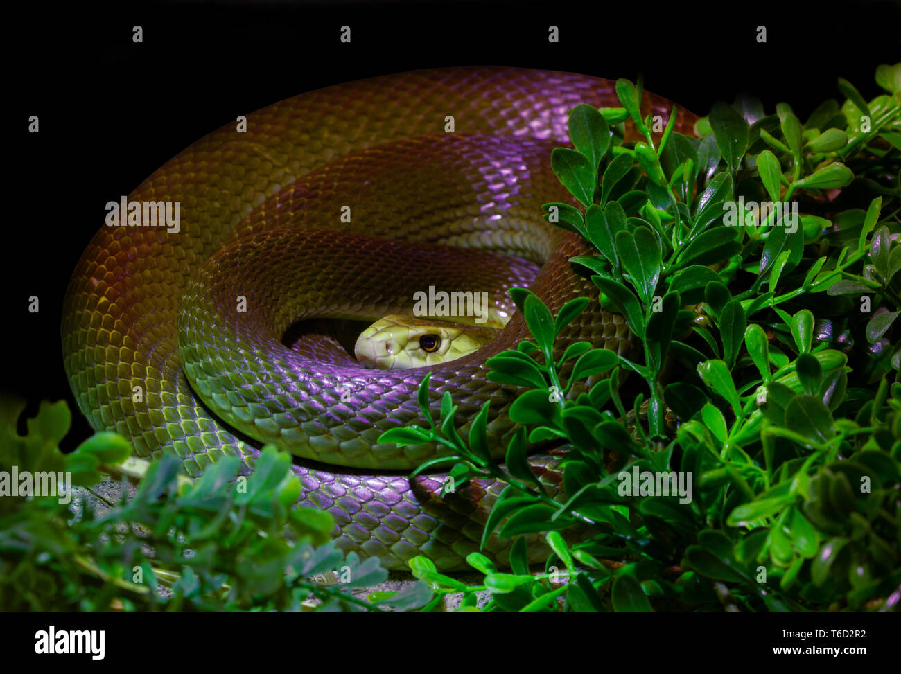 Die taipan ist einer der am meisten giftschlangen der Welt. Stockfoto