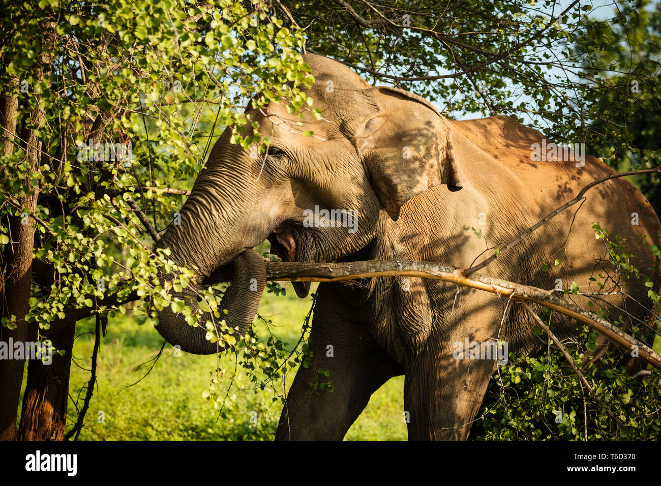 Elefant in Uda Walawe National Park, Provinz Uva, Sri Lanka, Asien Stockfoto
