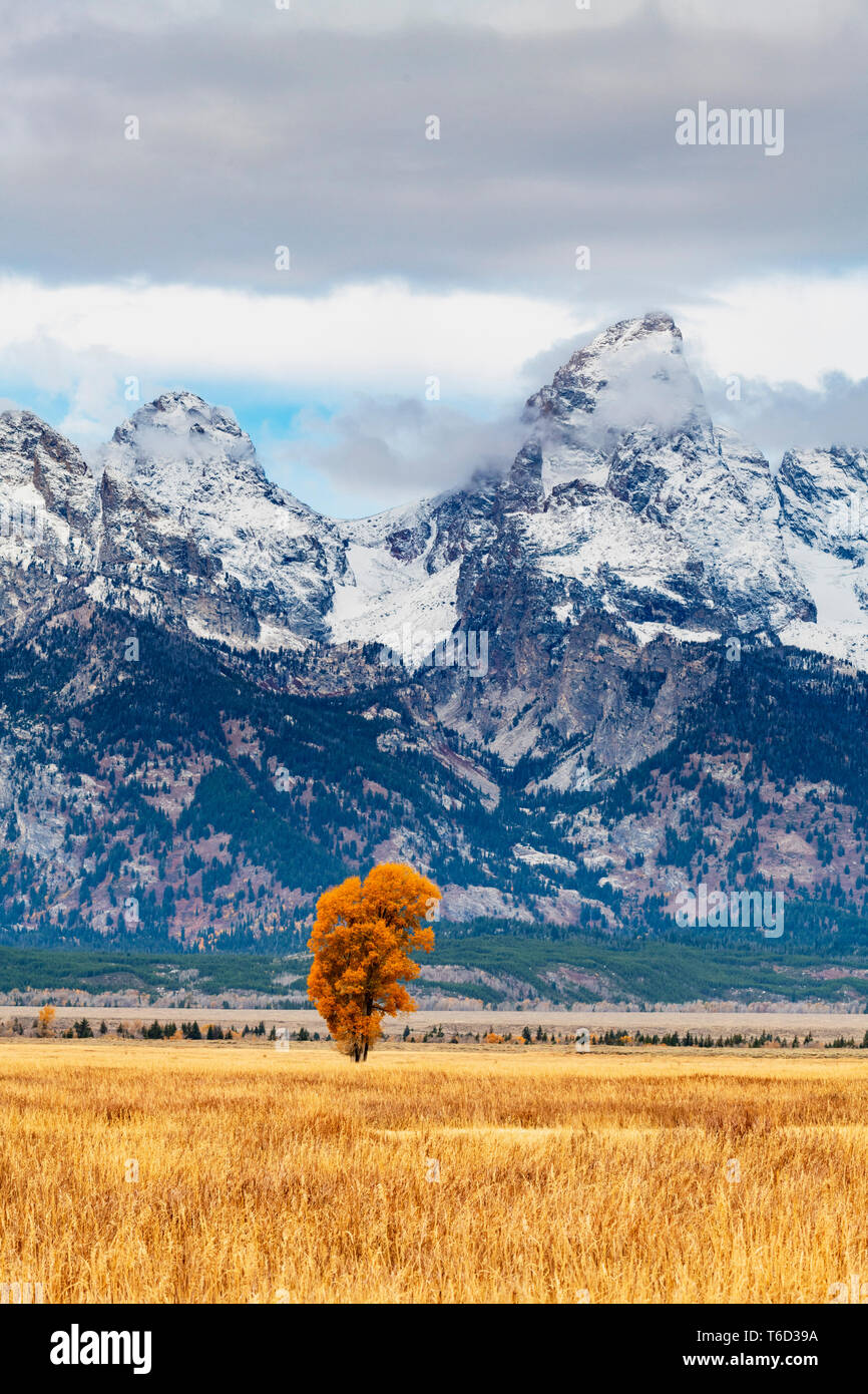 Einsamer Baum in der mormonischen Reihe, Grand Teton National Park, Wyoming, USA Stockfoto