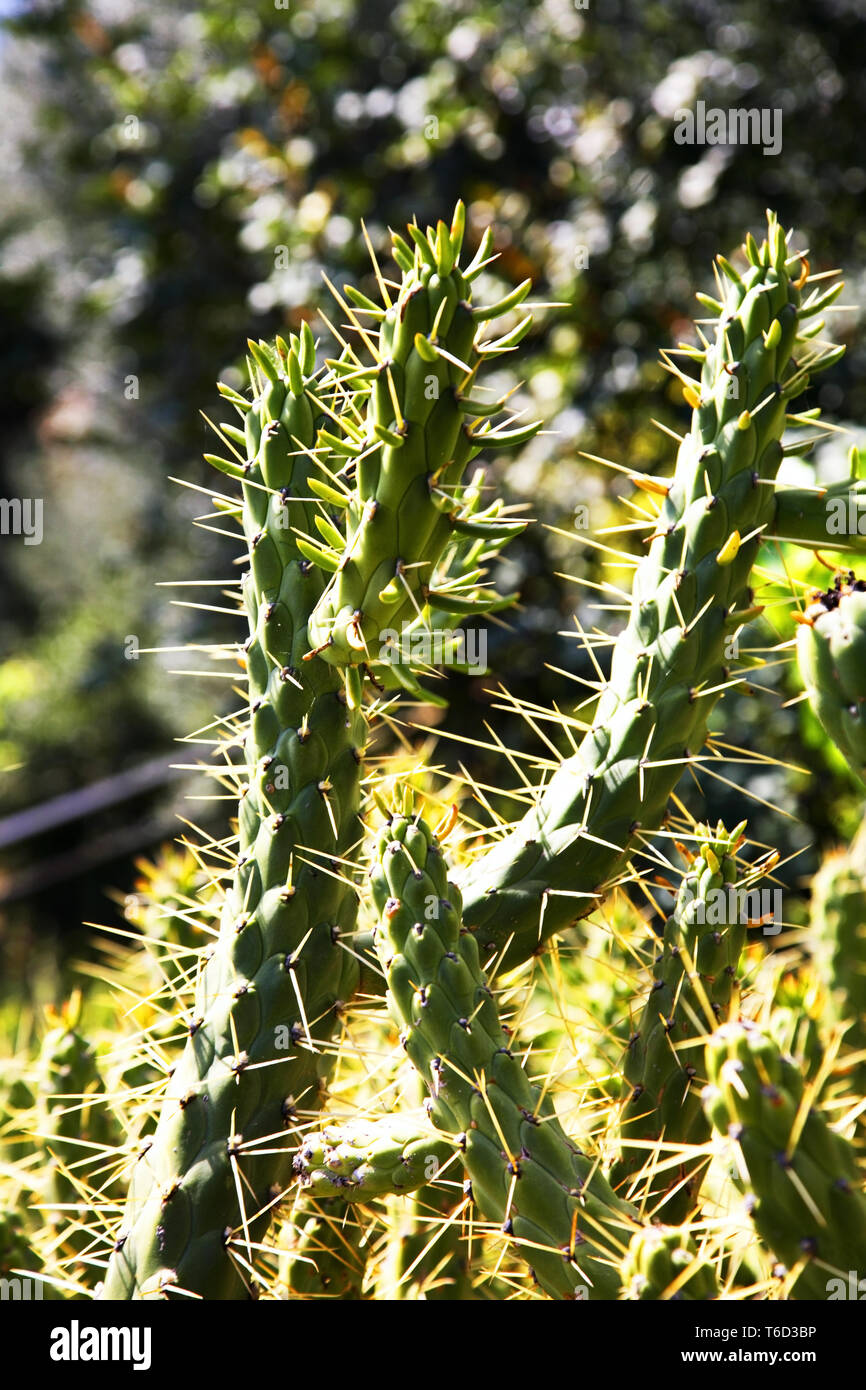 De beausoleil Fotos und Bildmaterial in hoher Auflösung Alamy