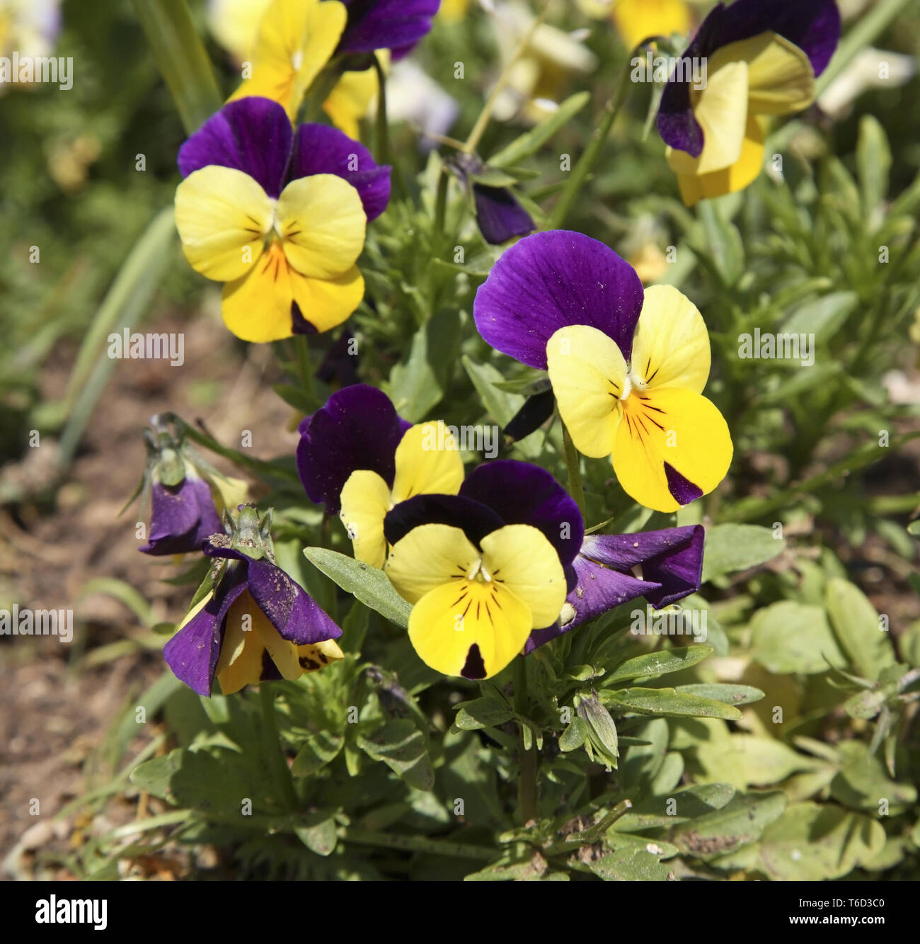 De beausoleil Fotos und Bildmaterial in hoher Auflösung Alamy