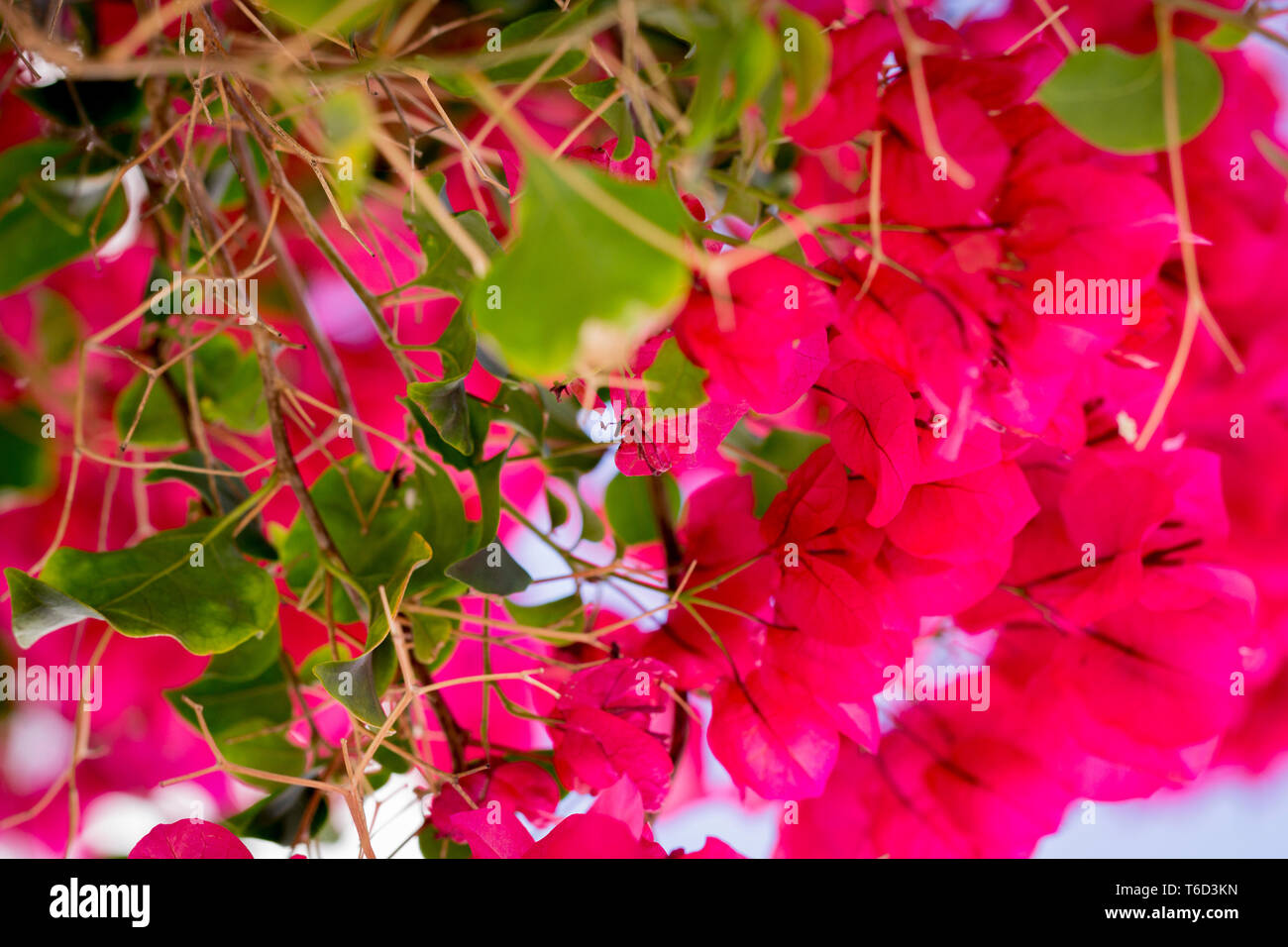 Nahaufnahme der blühenden rosafarbenen bougainvillaea​-Blumen an der Wand in der Stadt Garachico auf Teneras, Spanien Stockfoto