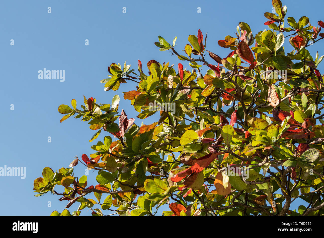 Indischer Mandelbaum gegen einen blauen Himmel mit Blätter im Herbst Stockfoto