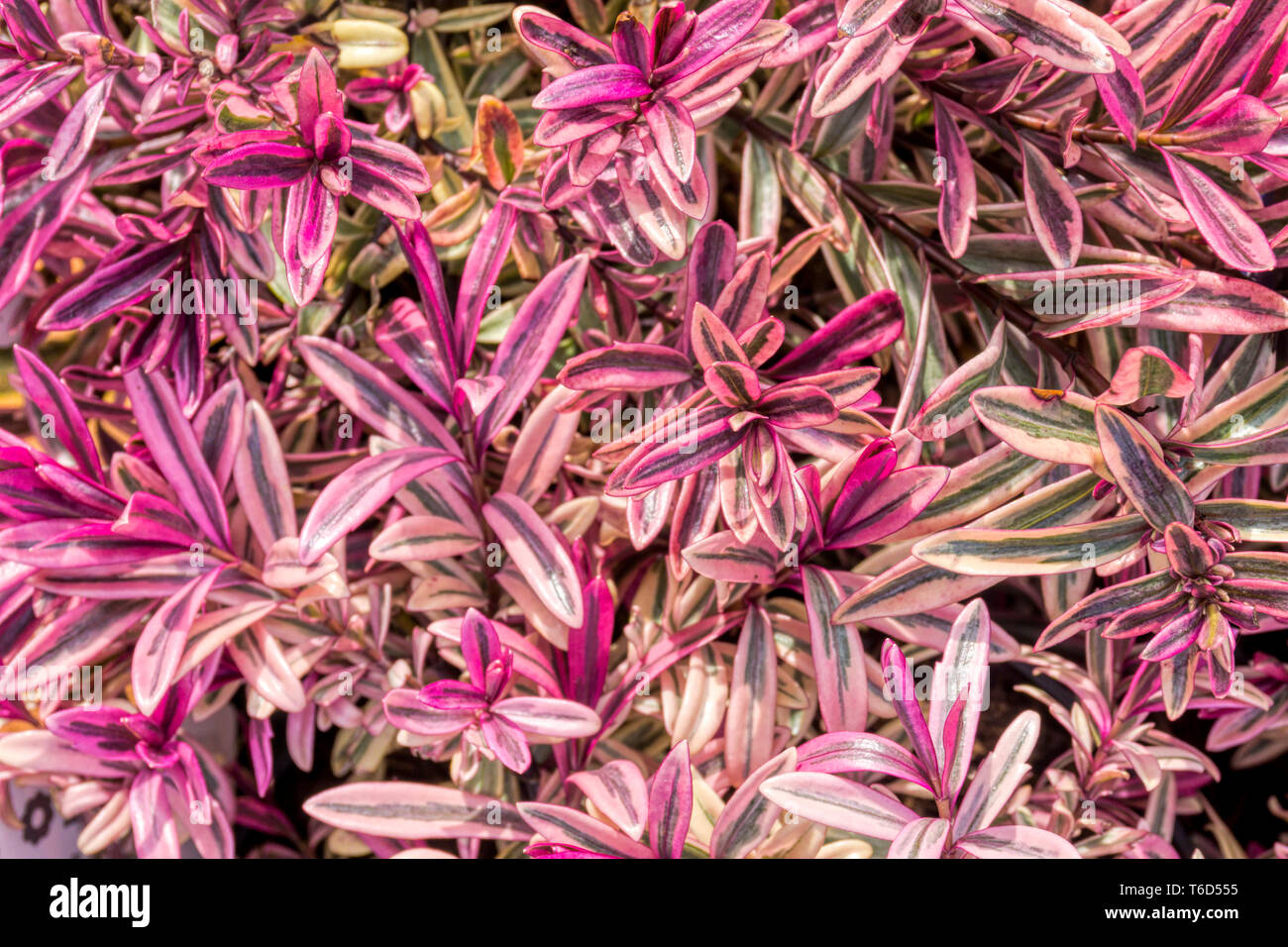 Buntes Laub von Hebe Heartbreaker. Stockfoto