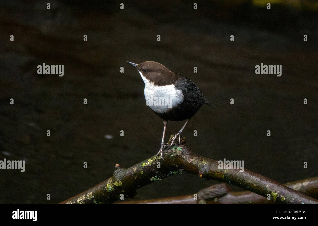 Weißer-throated Schöpflöffel Stockfoto