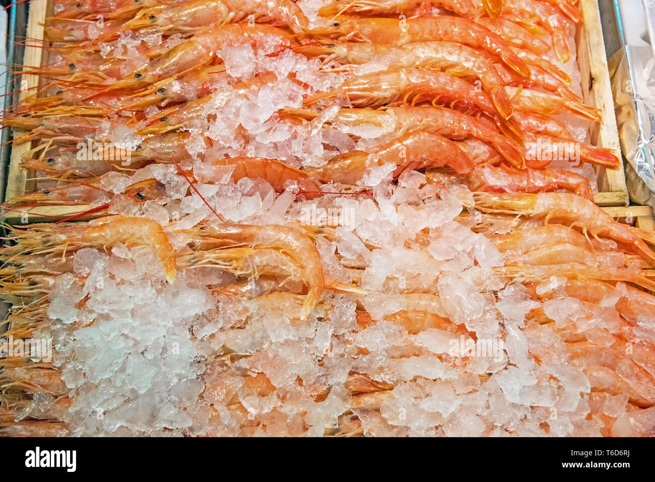 Frische Garnelen auf Eis zum Verkauf auf dem Markt Stockfoto