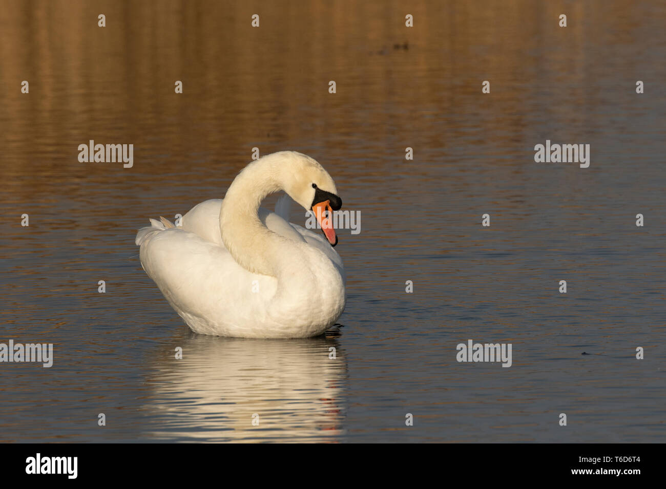 Höckerschwan - schöne weiße Vogel Stockfoto