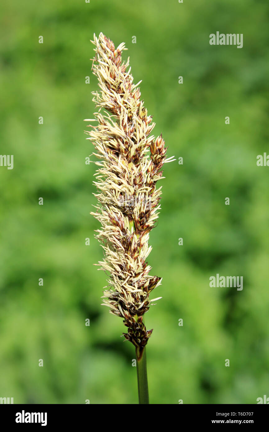 Weniger Teich - segge - Carex acutiformis Stockfoto