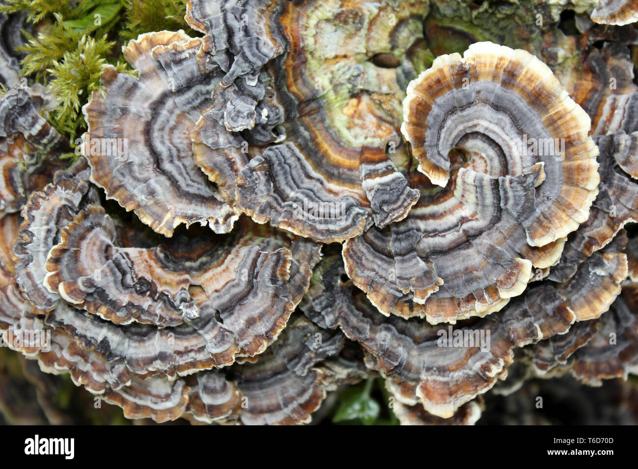 Türkei Schwanz - Trametes versicolor an Myers Zuteilung finden, Silverdale Lancashire, Großbritannien Stockfoto