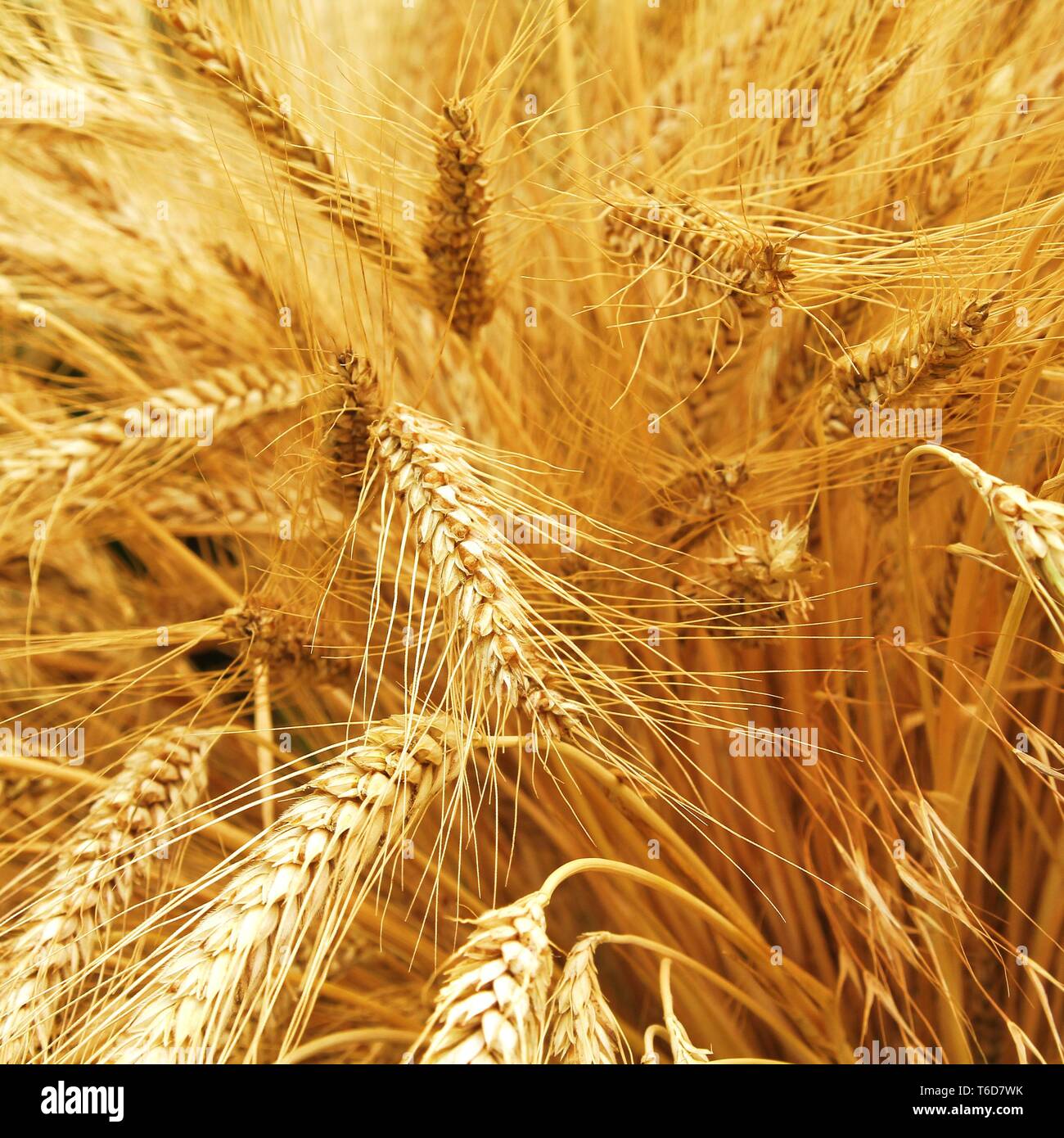 Weizenähren - Makro Stockfoto