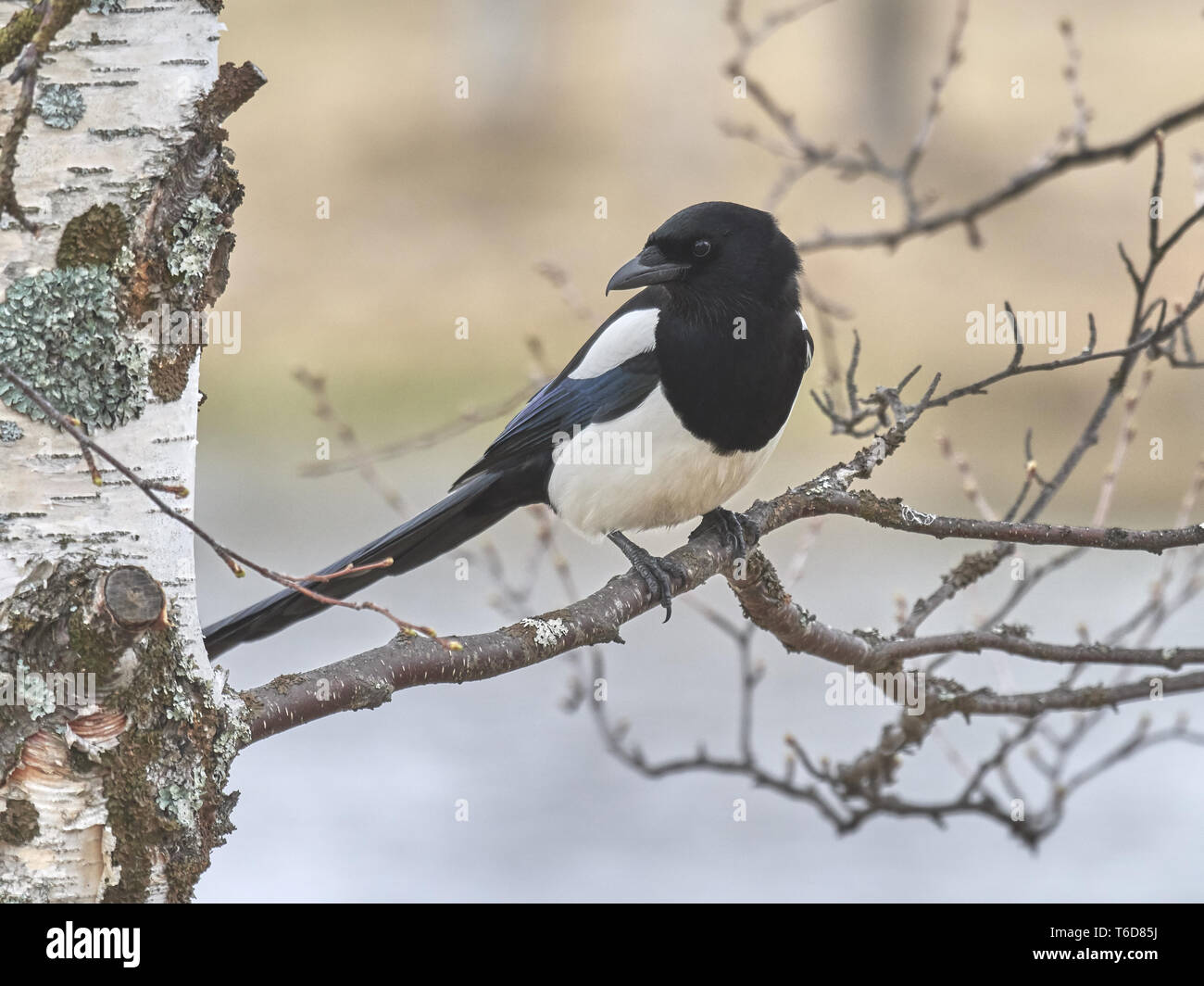 Elster, Pica Pica, Deutschland Stockfoto