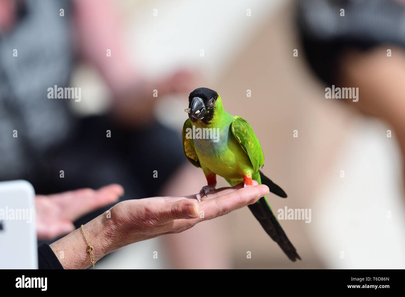 Porträt einer nanday parakeet (aratinga nenday) hocken in einer Personen Hand beim Essen ein Samen Stockfoto