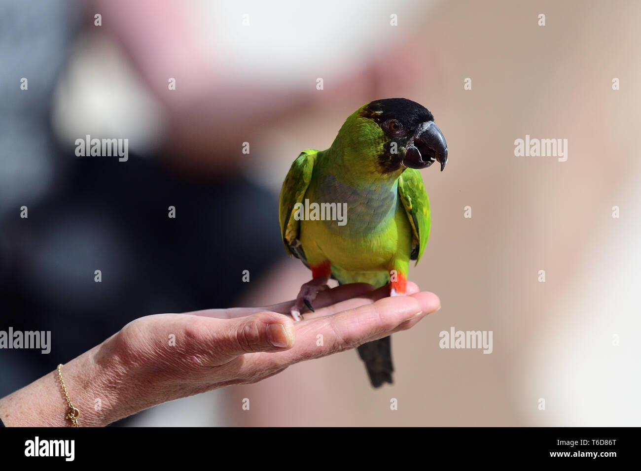 Porträt einer nanday parakeet (aratinga nenday) hocken in einer Personen Hand Stockfoto
