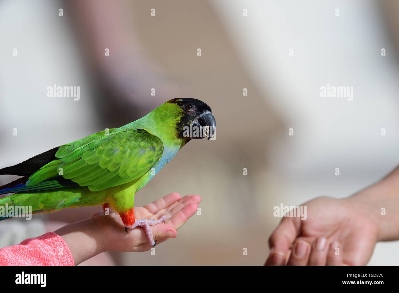 Das Hocken Nahaufnahme eines nanday parakeet (aratinga nenday) auf someones Hand beim Essen ein Samen Stockfoto