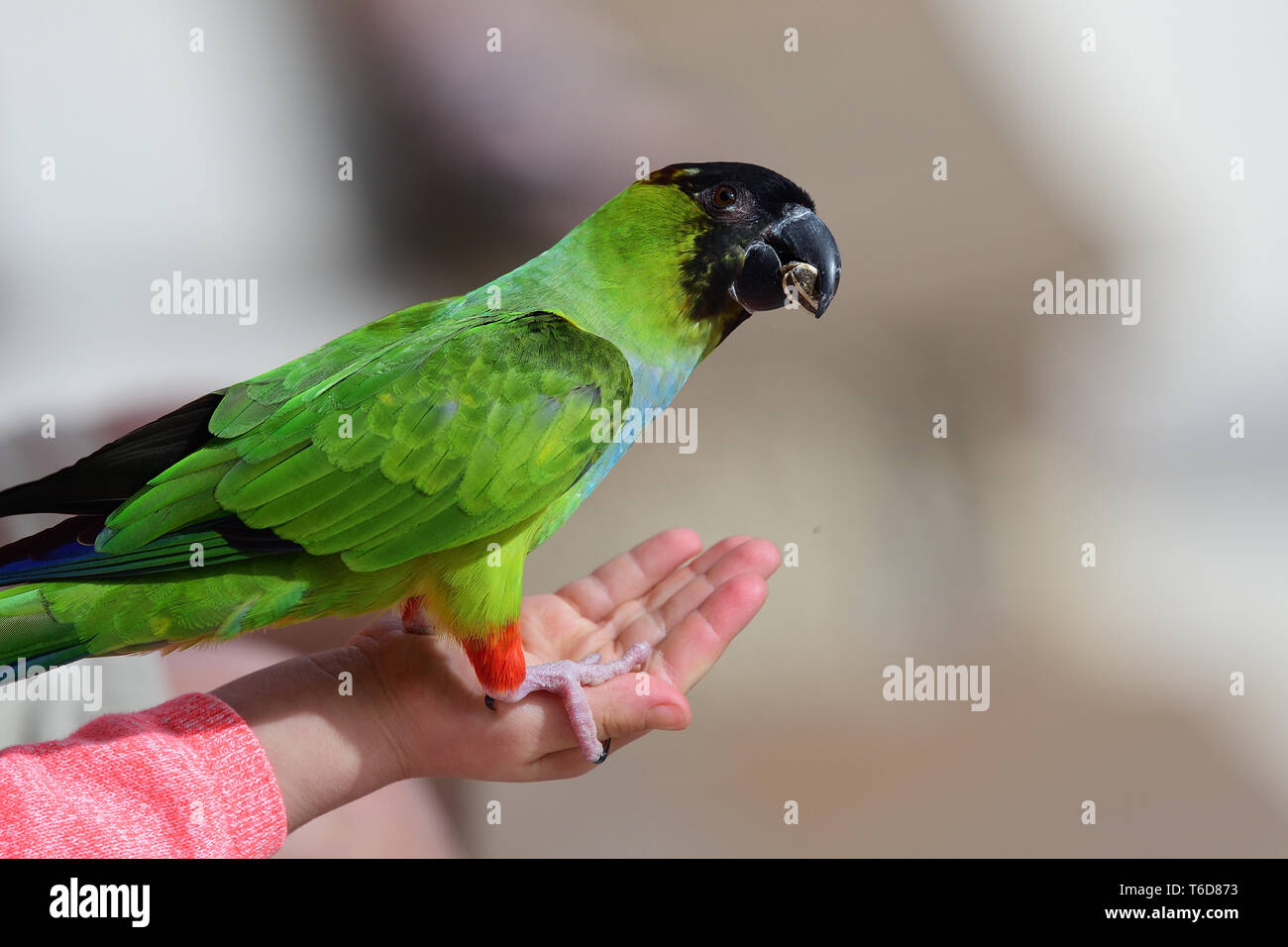 Das Hocken Nahaufnahme eines nanday parakeet (aratinga nenday) auf someones Hand beim Essen ein Samen Stockfoto
