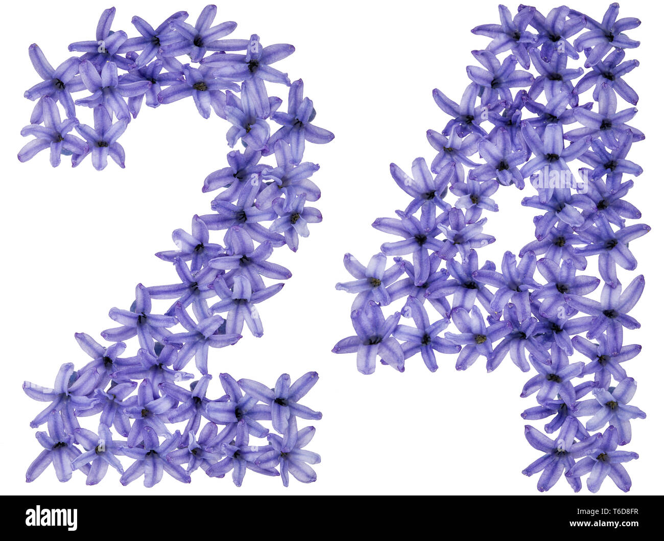 Ziffern 24, 24, aus natürlichen Blüten Hyazinthe, auf weißem Hintergrund Stockfoto