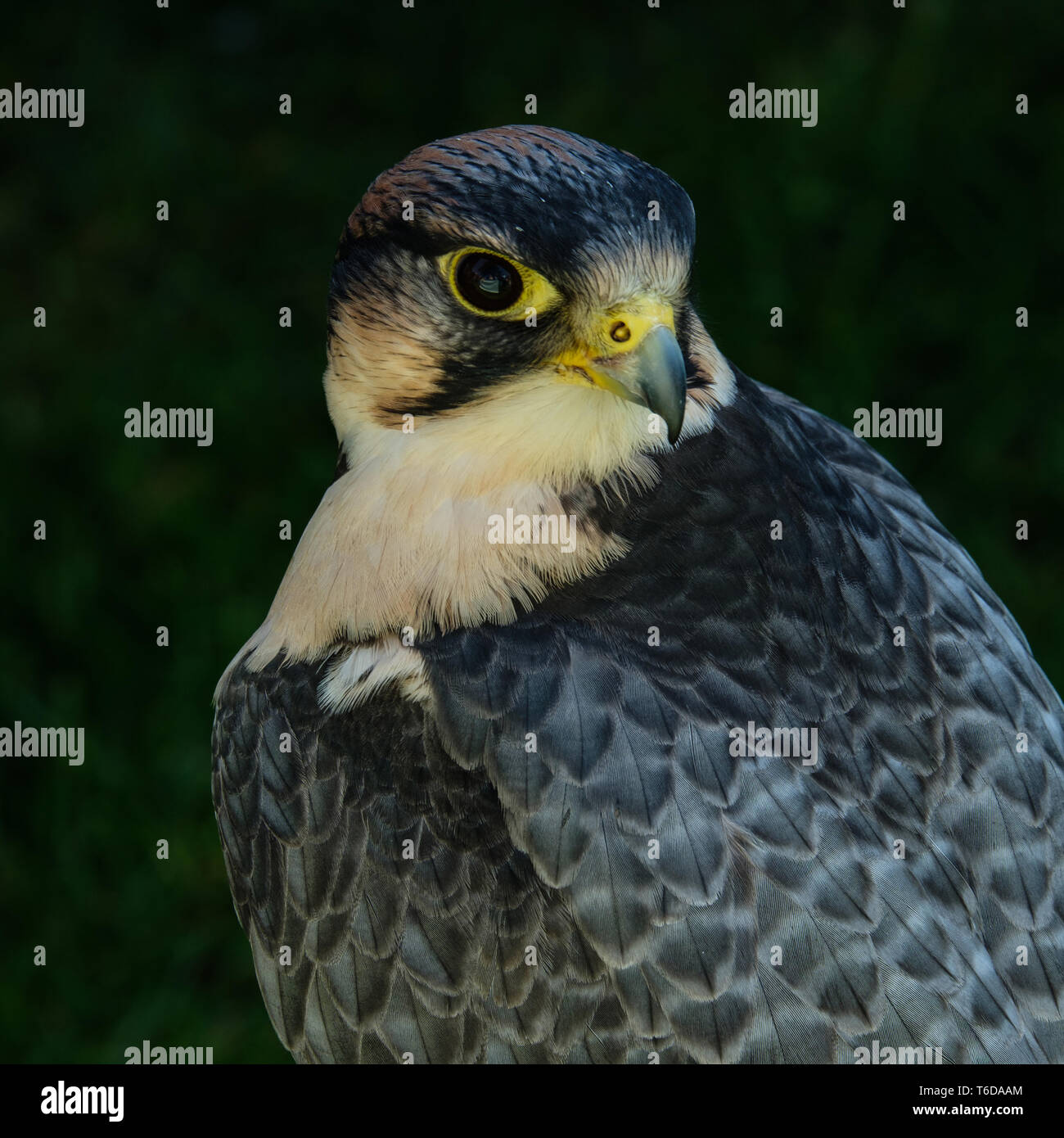 Portrait von Wanderfalken Falco peregrinus von in Gefangenschaft gehaltenen Vögeln quadratischen Format Stockfoto